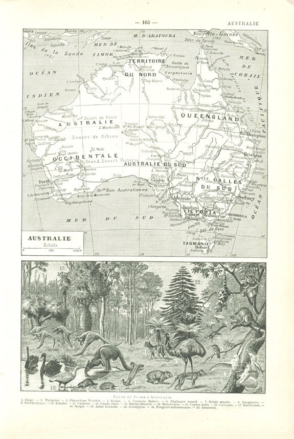 Carte d'australie Vintage 1922 Animaux Kangourou Casoar Autruche Page de Dictionnaire Français