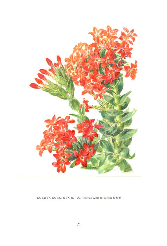 1958 Illustration de Plantes Grasses Vintage Roche Coccinea Succulentes Cadeau Art Botanique Echever