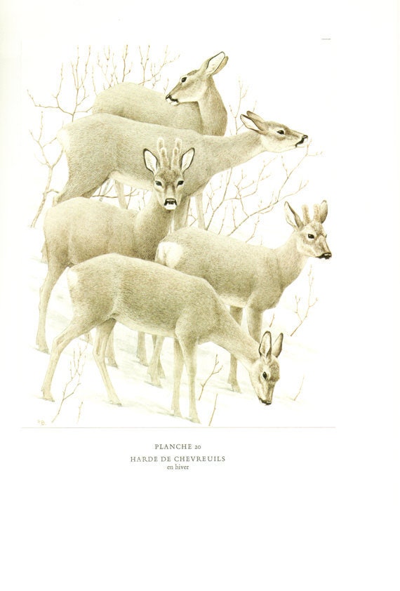 1970 Illustration Vintage Harde de Cheveruils Poster Chevreuil Animalière Déco Nature Cadeau Cerf Ma