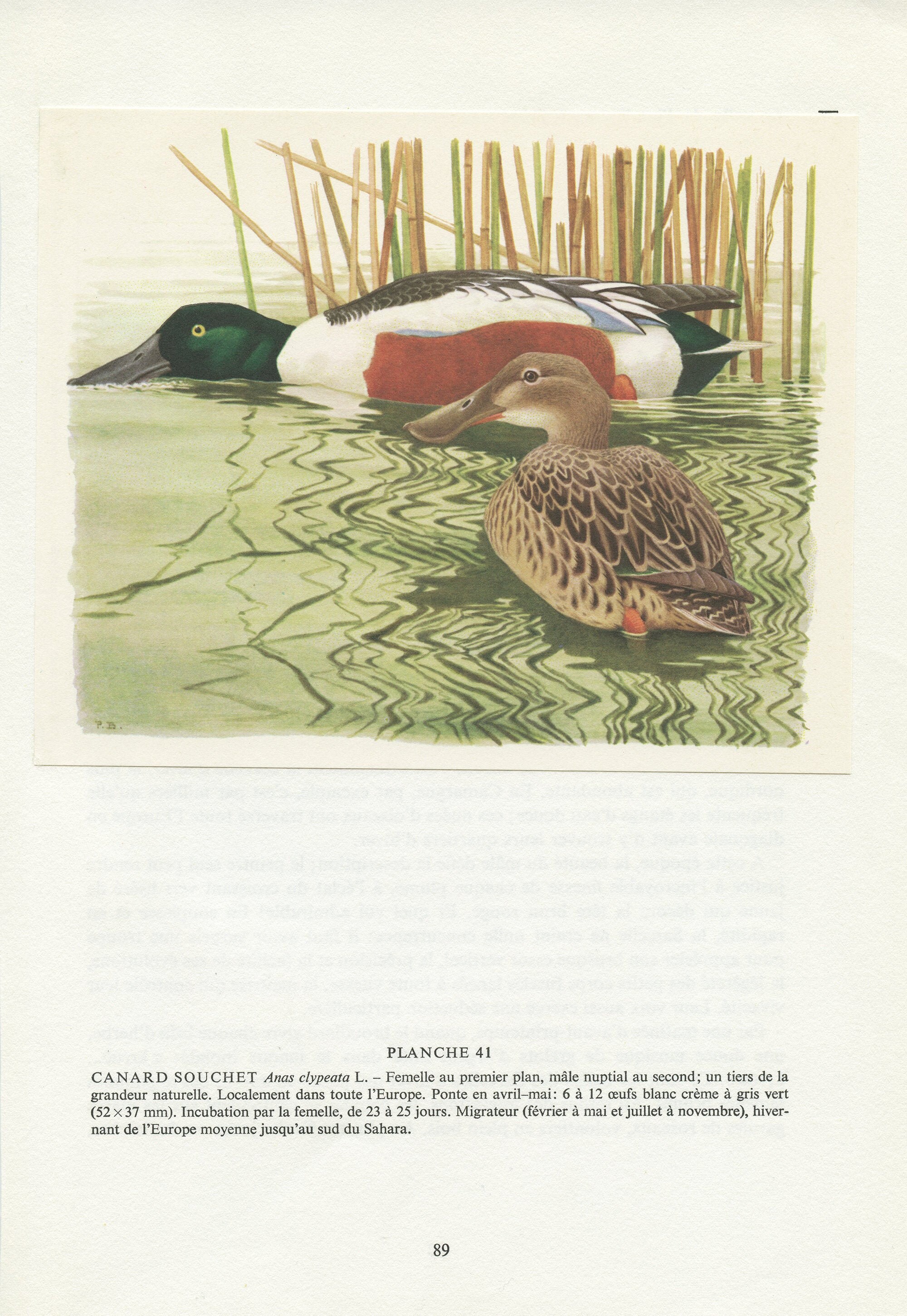 Illustration de Canards Souchets 1962. Affiche Canard Vintage, Cadeau Oiseaux Migrateurs Aquatiques 