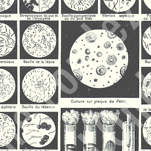 Peut inclure: Illustration en noir et blanc de différents types de cultures bactériennes sur des boîtes de Pétri. L'image comprend des étiquettes en français pour chaque type de bactérie, telles que "Streptocoque du pus et de l'érysipèle" et "Bacille du tétanos".