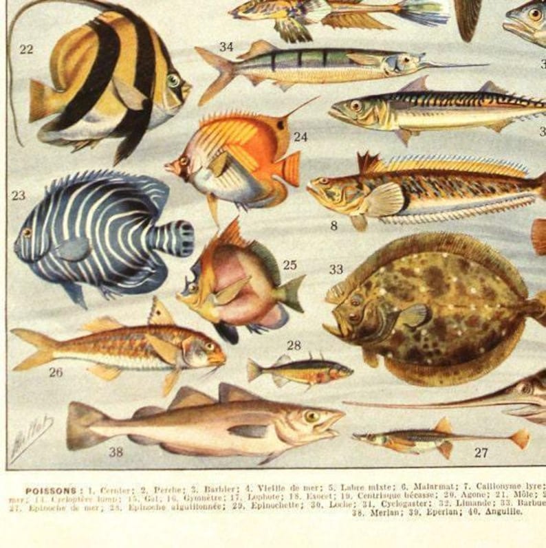 Fish poster 1936 Vintage fish print Vintage kitchen decor Fish decor Fish art Coastal decor Beach art Beach decor fisherman gift image 2