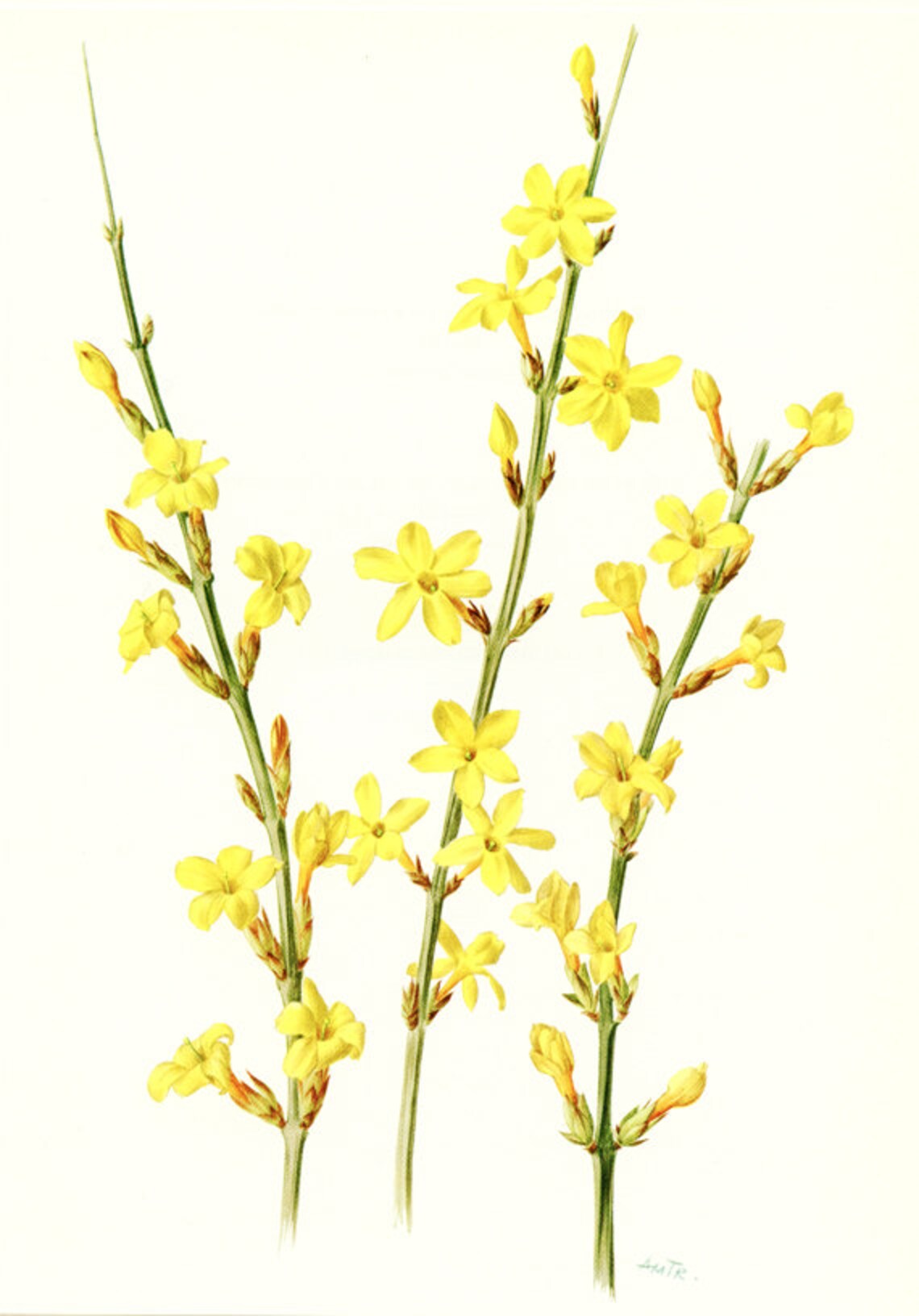 Jasmine Flower Wall Art 1972 Vintage Jasmine Botanical Art Etsy