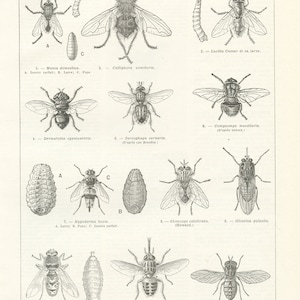 1962 Small fly art for Vintage black and white insects office decor. Bugs art Biology teacher gift. Insects science poster