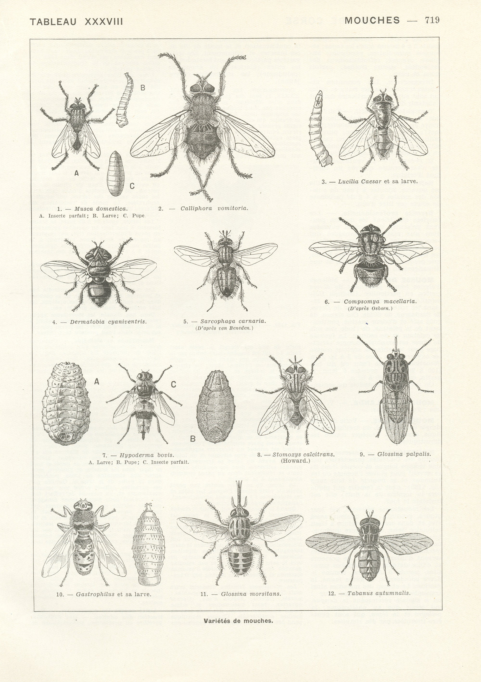 Illustration de Mouches Noir et Blanc 1962. Petite Affiche d'insectes. Illustration Biologie Animale
