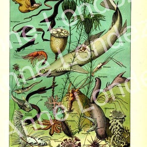 1922 Sea life art print. Vintage fish print, small fish poster, ocean gifts, marine gift, scuba gifts, gift for ocean lover, oceanographer bild 1