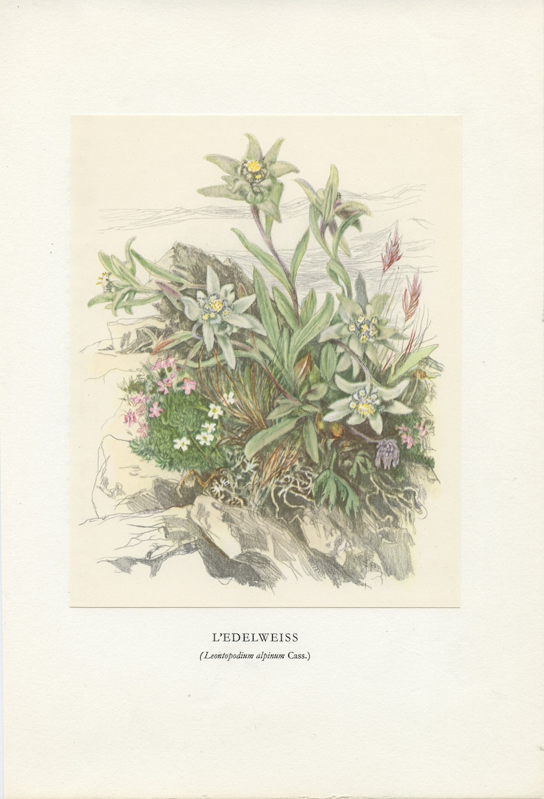 Illustration d'Edelweiss de 1959 vintage. Petite affiche de fleurs sauvages. Leontopodium nivale Art botanique cadeau botanique image 1