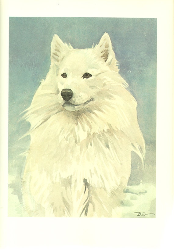 1975 Vintage Illustration de Chien Poster Samoyede Cadeau Aquarelle Image Peinture Chien