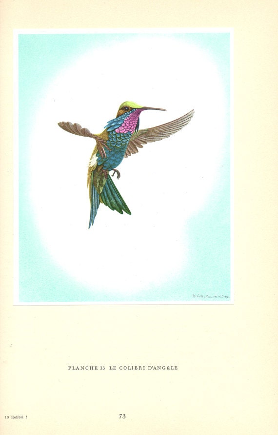 1961 Illustration de Colibri d'angèle Vintage Illustration Ancienne Image d'oisea Déco Oiseaux Deco 