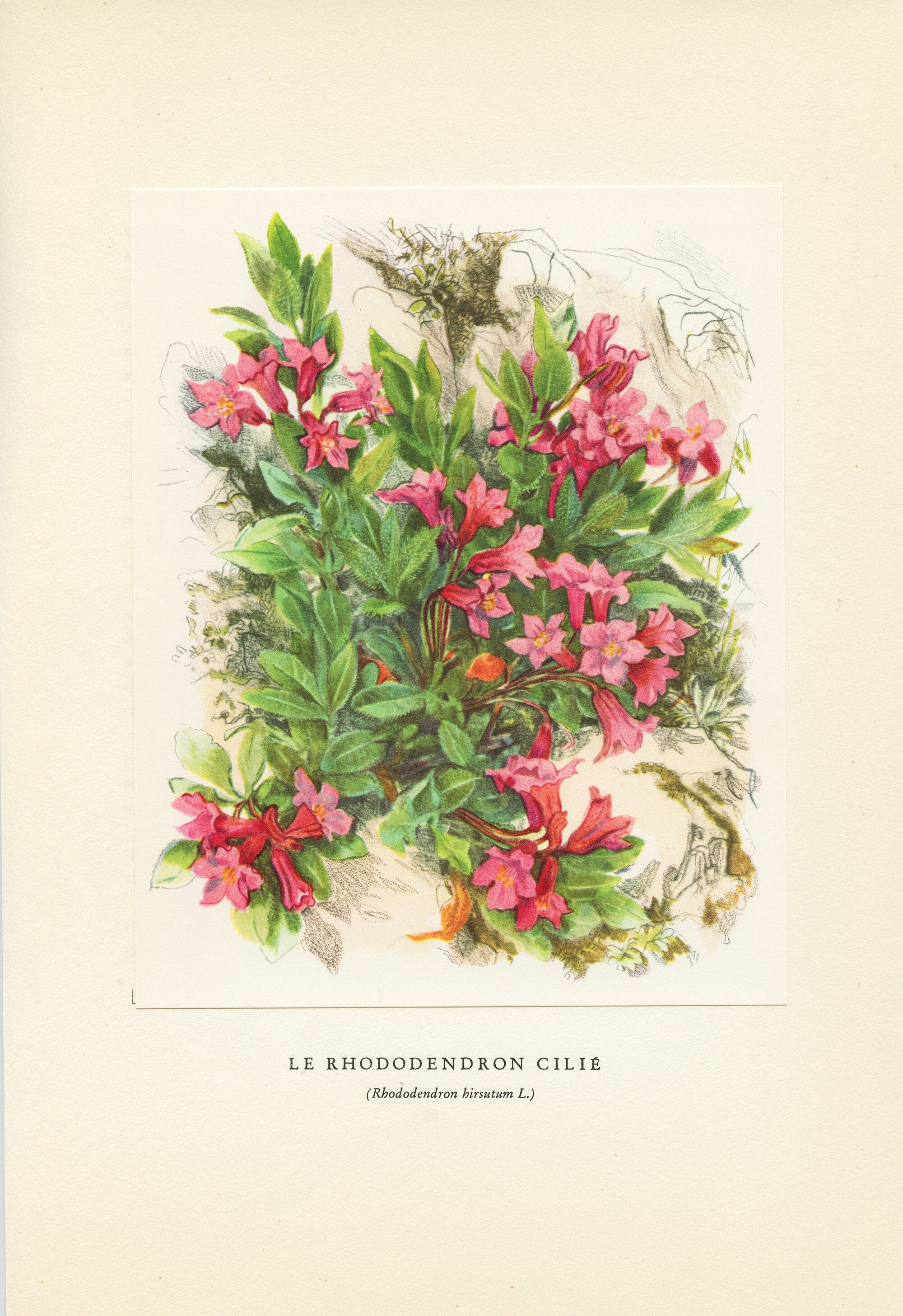 Illustration de Rhododendron Cilié Hirsutum Rose 1959 Vintage. Petite Affiche Fleurs Sauvages Des Al