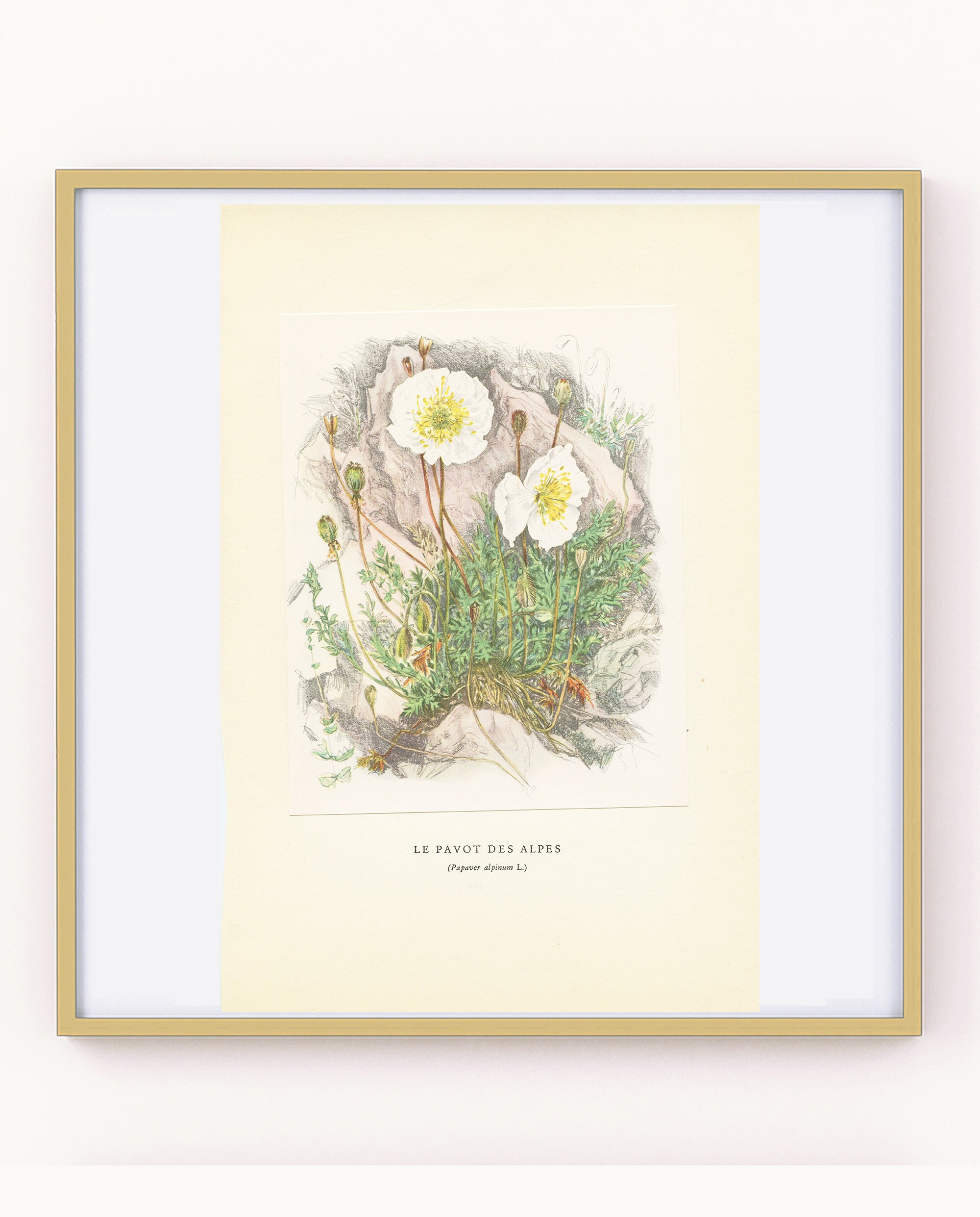 Illustration de Pavot Des Alpes 1959 Vintage. Petite Affiche Fleurs Sauvages Papaver Alpinum Art Bot
