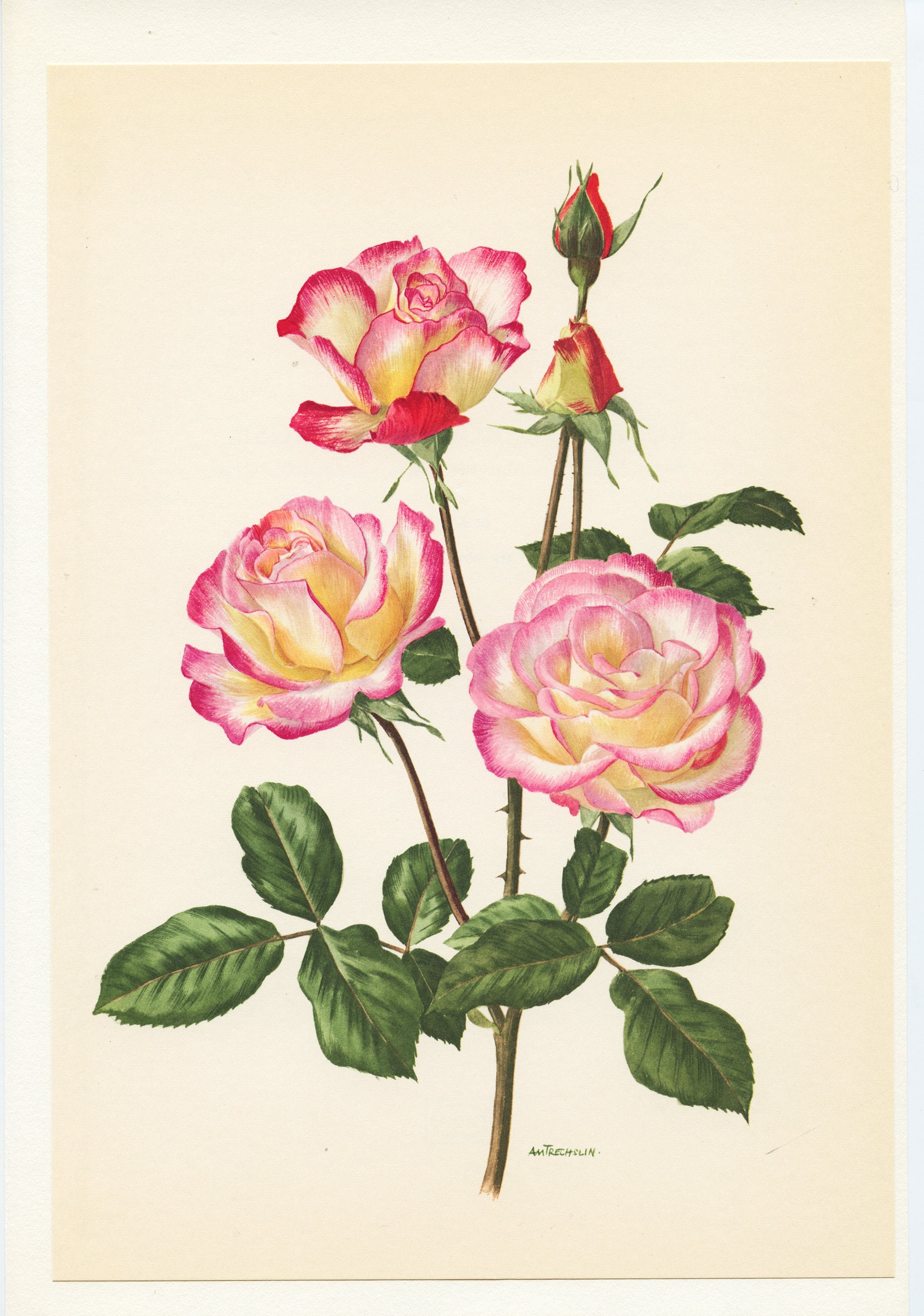 Affiche de Rose Händel Bicolore Rose et Blanche De1962 Vintage Art Botanique. Cadeau Pour Musicien. 