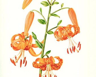 Tiger lily poster, 1964 Vintage botanical art, Small flower print, orange flower illustration French wall hanging Vintage botanical prints