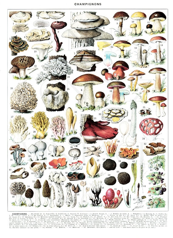 1936 Mushrooms print, vintage mushroom chart for cottagecore kitchen decor, Forest Mushroom art, cabincore woodland botanical illustration