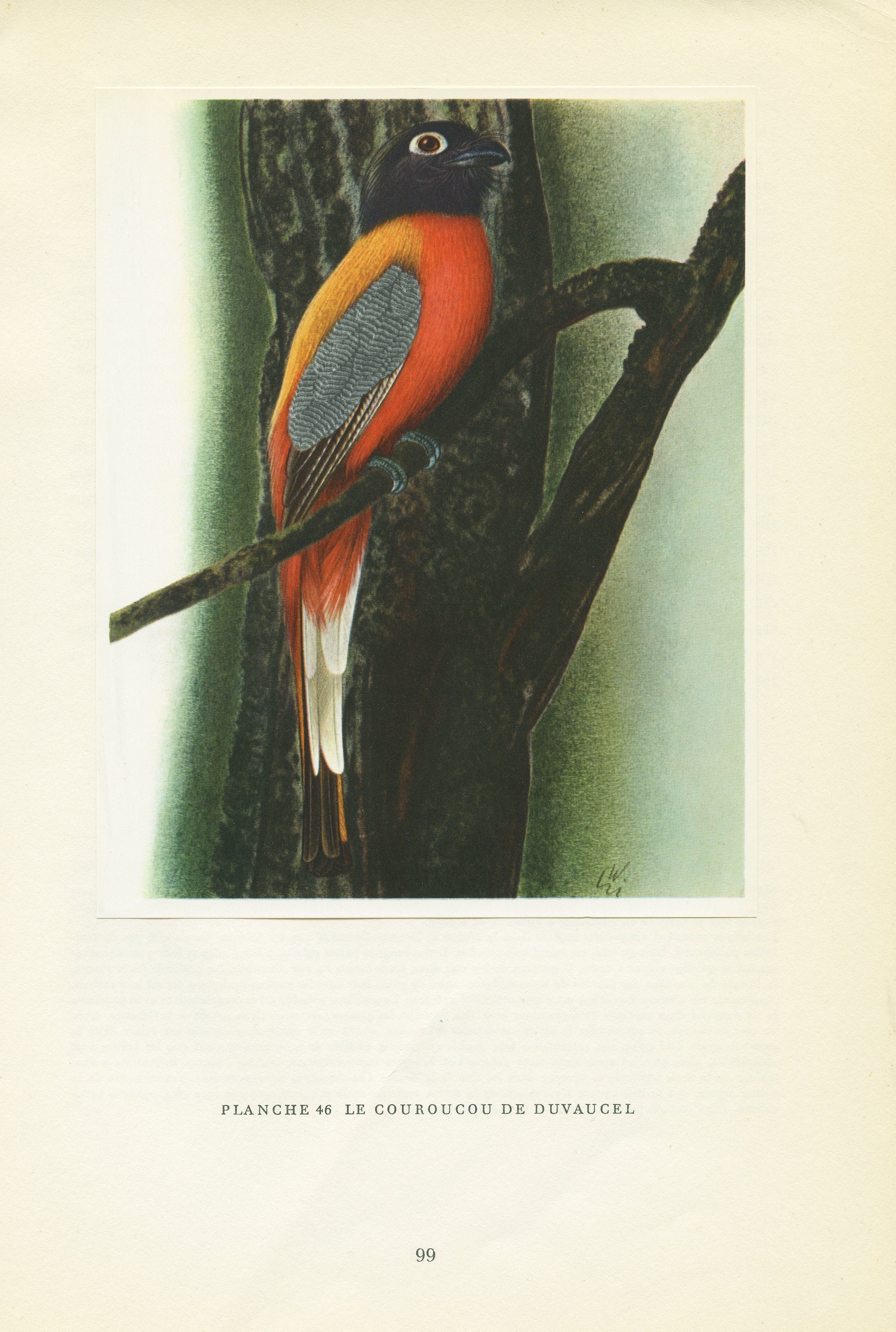 Illustration de Couroucou/ Trogon Duvaucel Vintage 1961. Petite Affiche d'oiseaux Tropicaux. Décorat