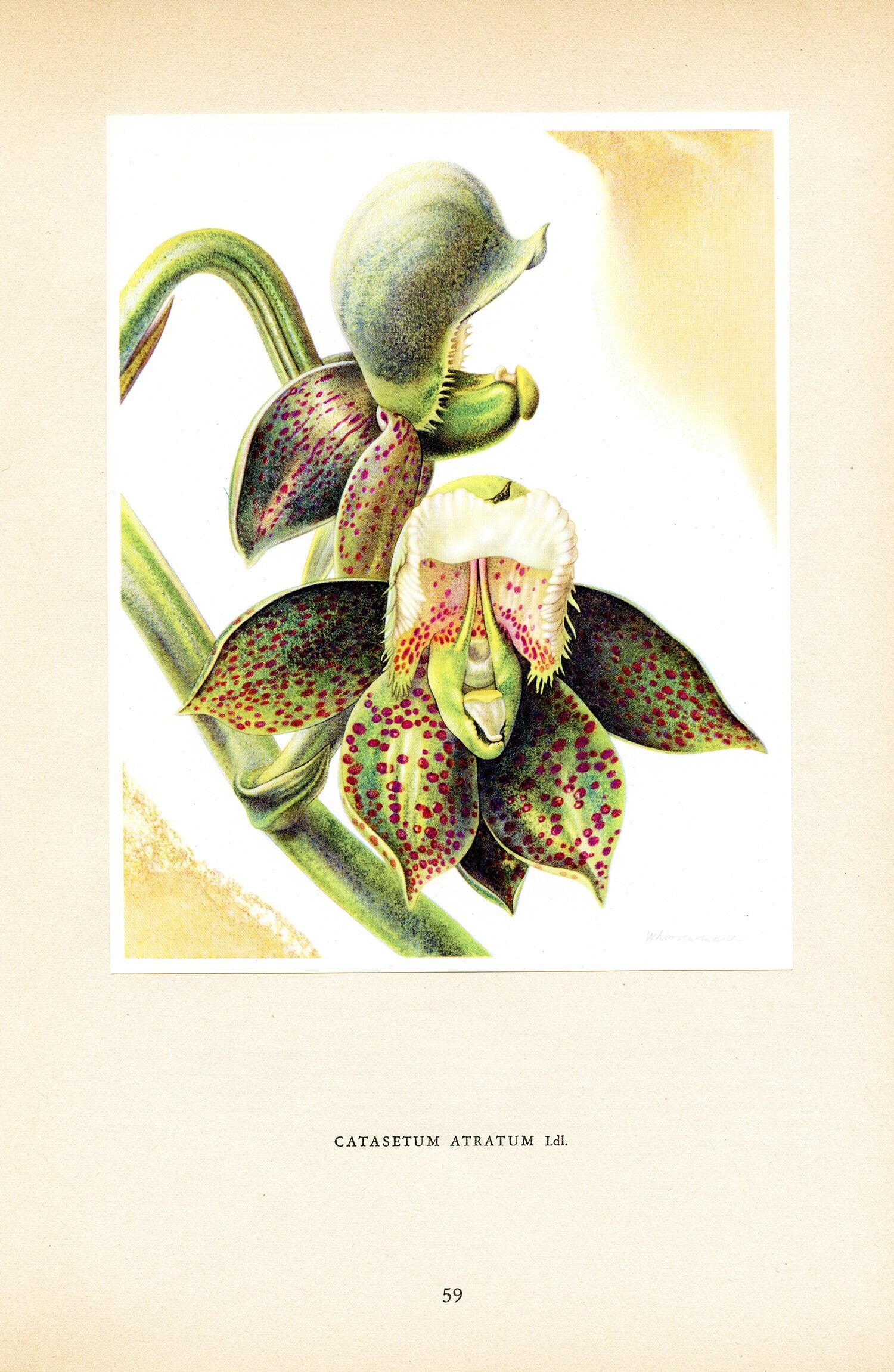 1953 Illustration d'orchidée Du Brésil Casatetum Atratum Pour Décoration Florale. Cadeau Collectionn