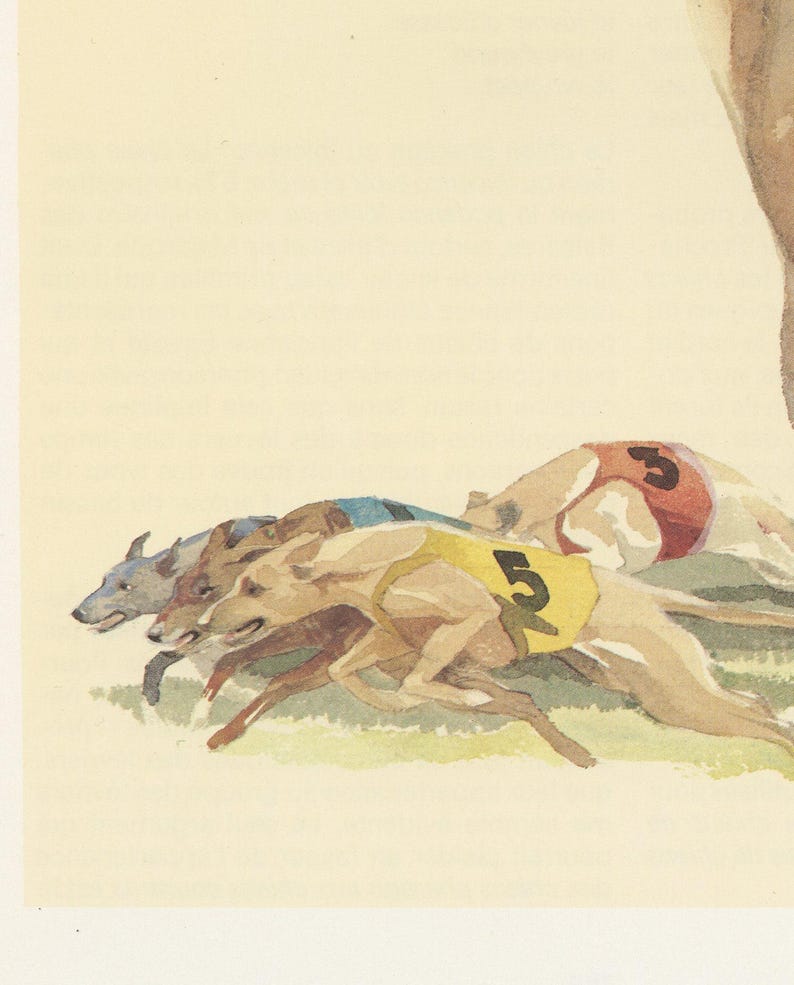1975 Whippet dog print for vintage Dog home decor. Running dog art, gift for dog owner Racing Dog painting Small art imagen 3