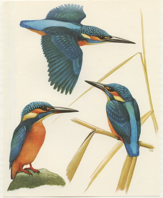 絵画J・HOOK KINGFISHER IN AN EXOTTC GARDEN 絵画J・HOOK KINGFISHER IN AN EXOTTC GARDEN