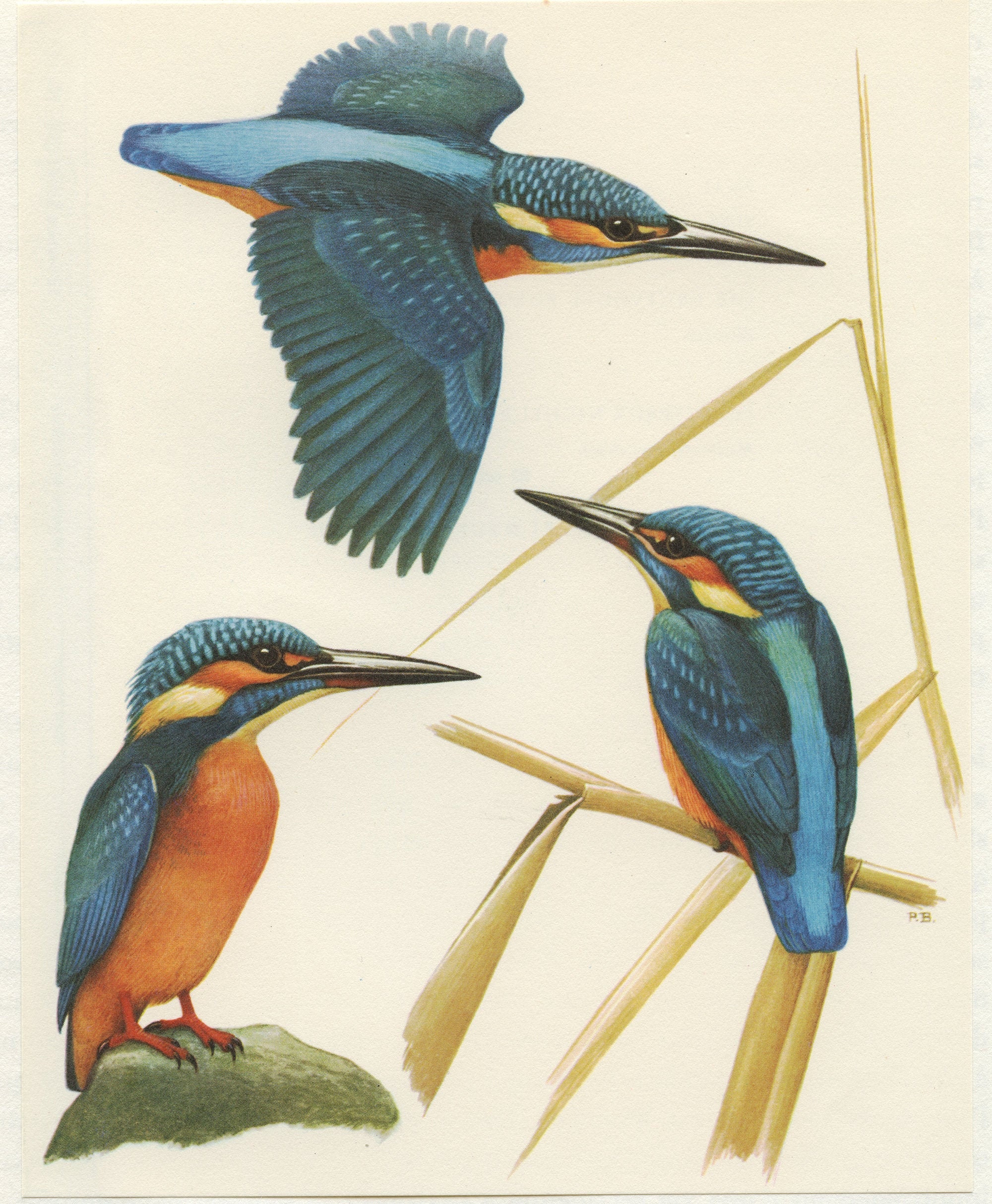 Kingfisher Print 1959. Vintage Blue Bird Art. Waterbird