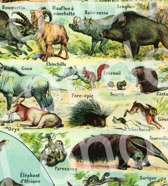 1922 Vintage Mammals Animal Poster. Small French Antique Animal