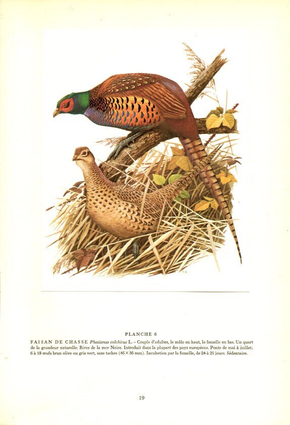 1960 Illustration de Faisan Vintage Illustration Ancienne Image d'oiseaux Déco Oiseaux Oiseaux Chass