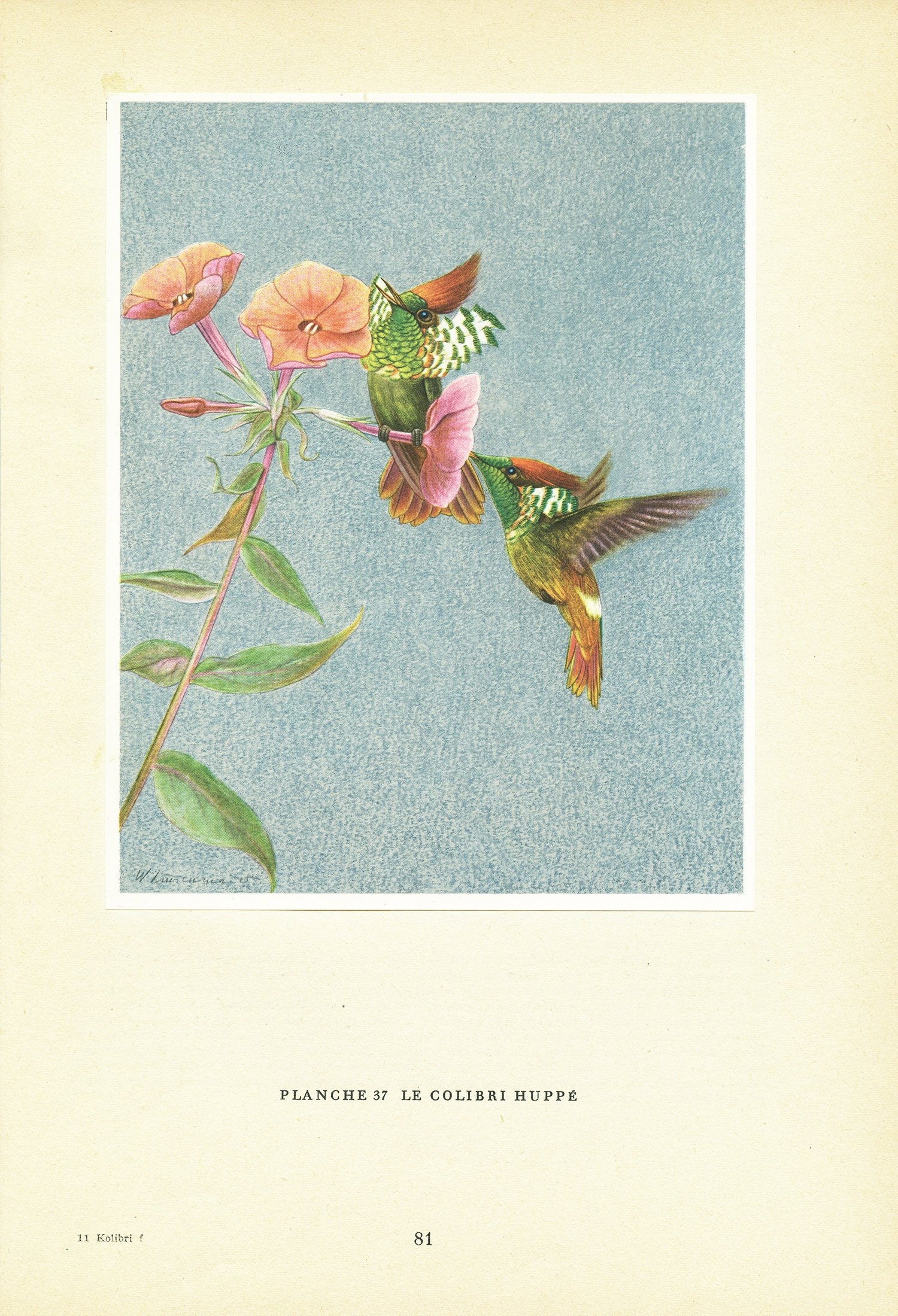 Illustration de Colibri Huppé Vintage 1961. Petite Affiche Coquette Lophornis. Illustration d'oiseau