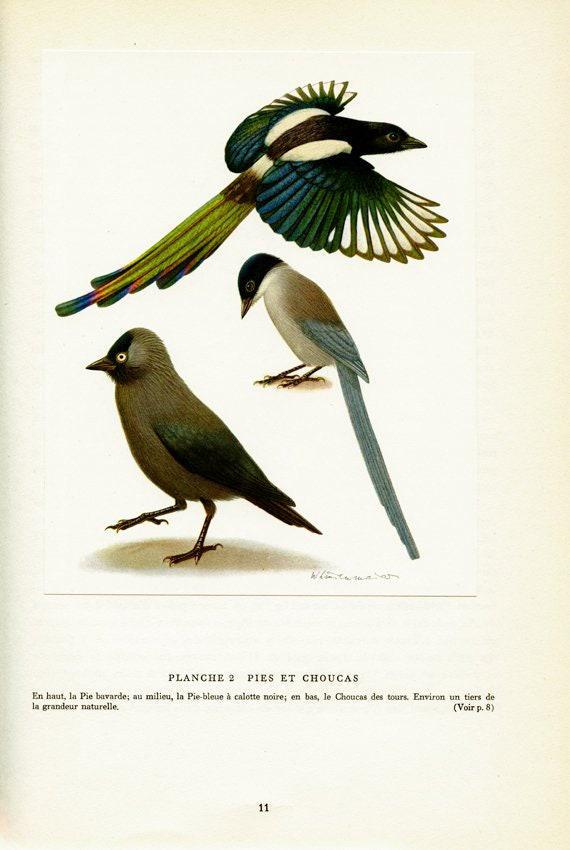 Vintage Magpie Bird Print 1961, Magpie Art, Small Bird Art, Jackdaw ...