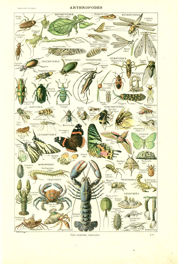 1922 Illustration d'insectes Ancienne Arthropodes Poster Cadeau Page de Dictionnaire Décoration Mili