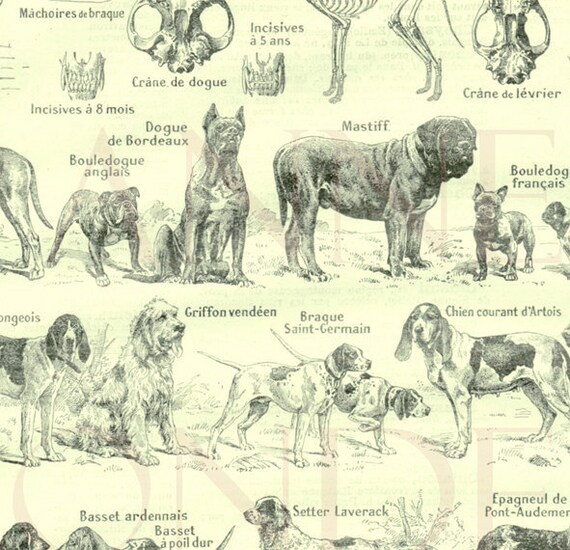 Big Dog Breeds Chart