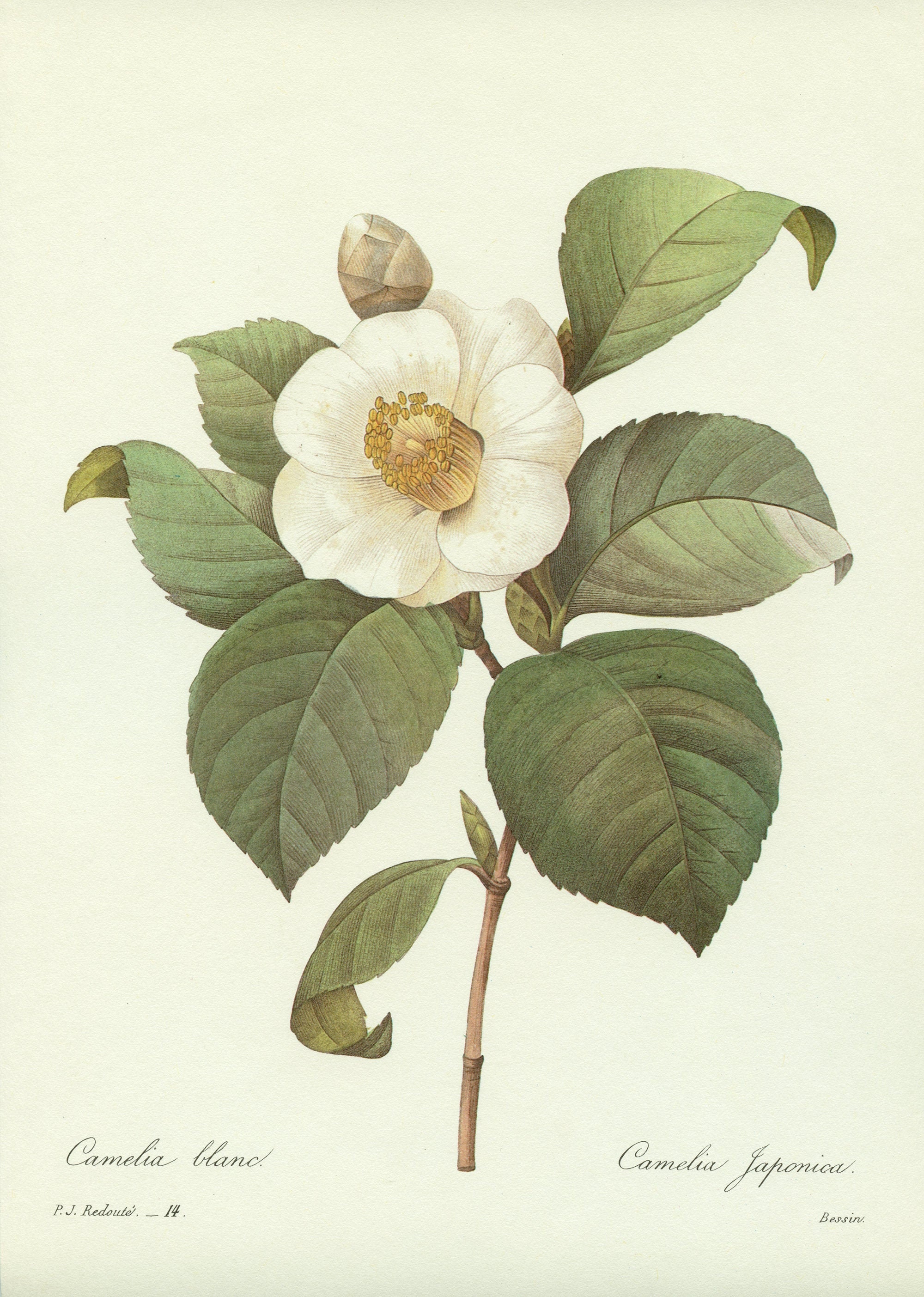 Illustration Botanique de Camélia Blanc Par Redouté 1986 Décrationo Florale. Cadeau Pour Jardinier F