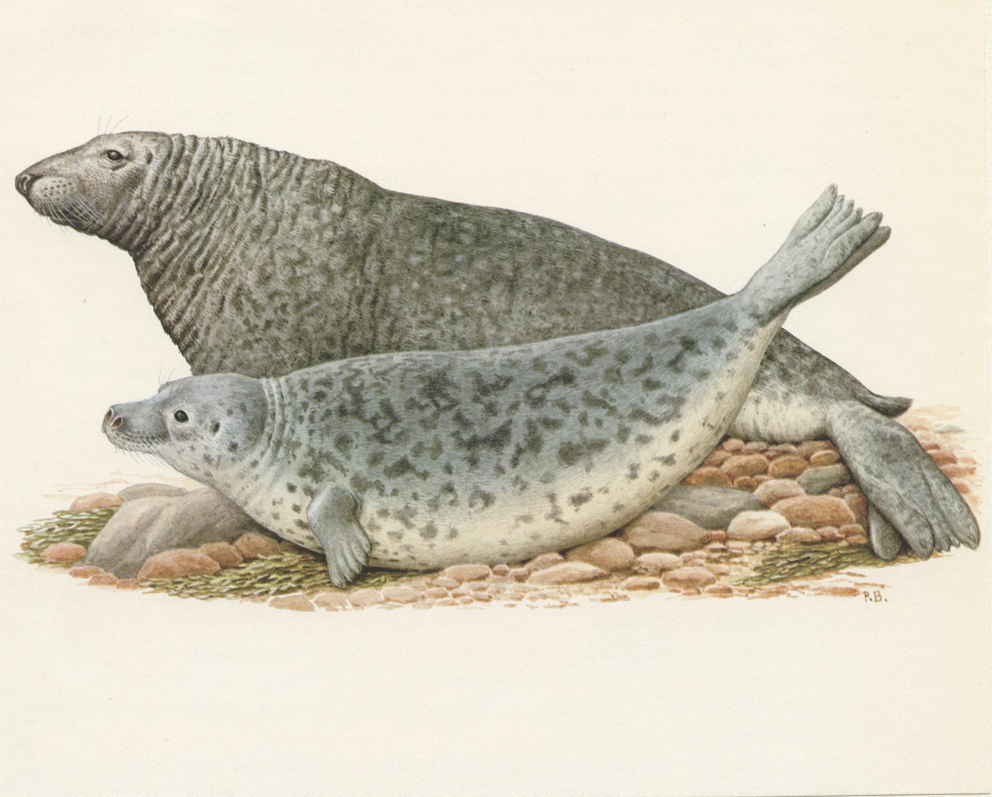 1970 Vintage Grey Seal Print for Marine Biology Home Decor. Wildlife ...