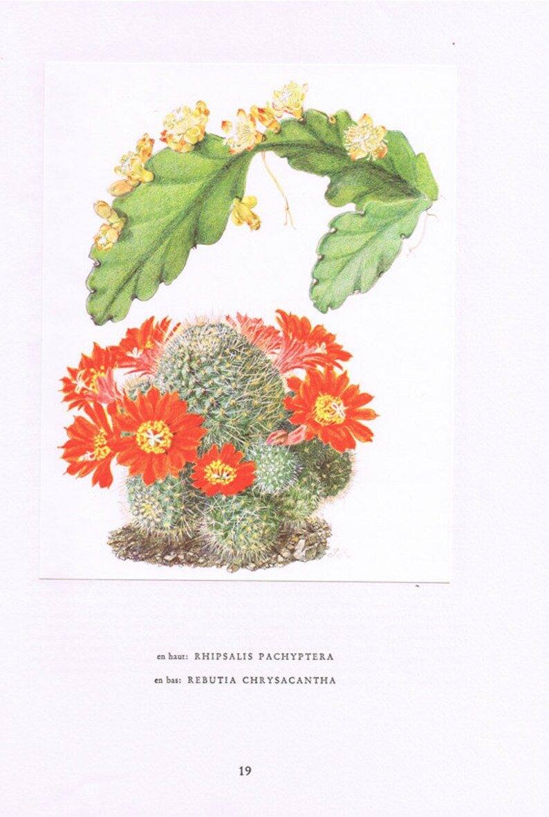 1954 Vintage cactus print Rebutia Chrysacantha botanical print. Sall red cactus wall art for desert wall decor. Gardener gift. Office decor image 1