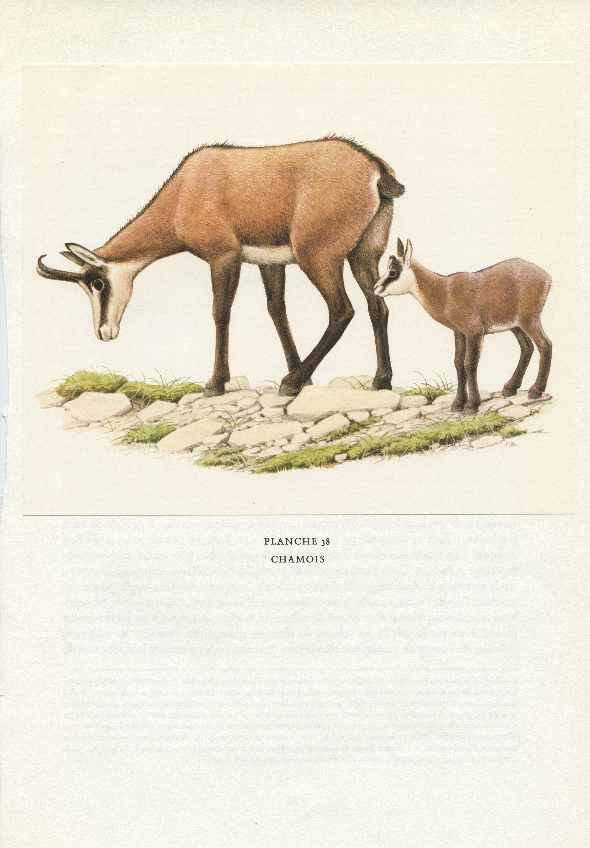 1970 Illustration Vintage de Chamois Alpins. Poster d'animaux Sauvages. Animalière Déco Nature Cadea