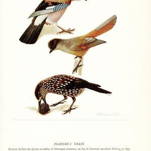 May include: A vintage illustration of three birds: a Eurasian jay, a gray bird, and a spotted bird. The Eurasian jay has a tan head and blue wing accents. The text "PLANCHE 4 GEAIS" is at the bottom.
