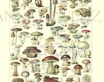 1922 Antique French mushroom print Vintage mushroom poster Vintage botanical illustration Mushroom art Botanical art Vintage kitchen decor