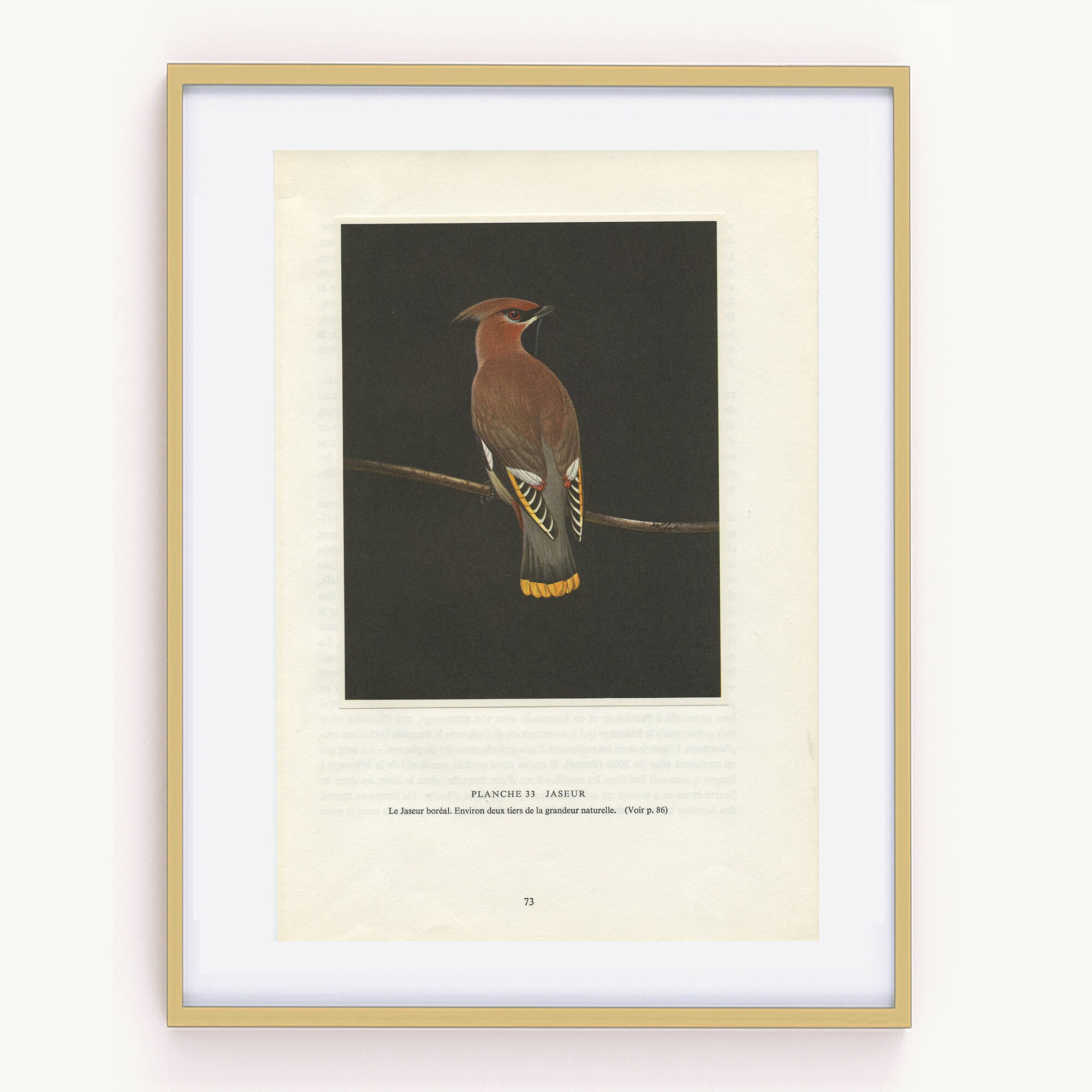 1961 Illustration d'oiseaux Vintage. Poster de Jaseur Boréal. Image Déco Oiseaux. Paul Barruel. Cade