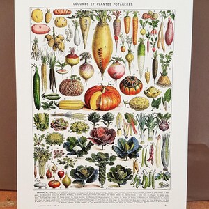 16x20" stretched Canvas vegetables botanical wall art print for kitchen decor for modern rustic farmhouse decor. Food Veggie gardener gift image 4