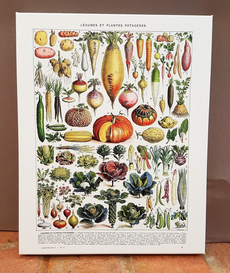 16x20" stretched Canvas vegetables botanical wall art print for kitchen decor for modern rustic farmhouse decor. Food Veggie gardener gift image 4