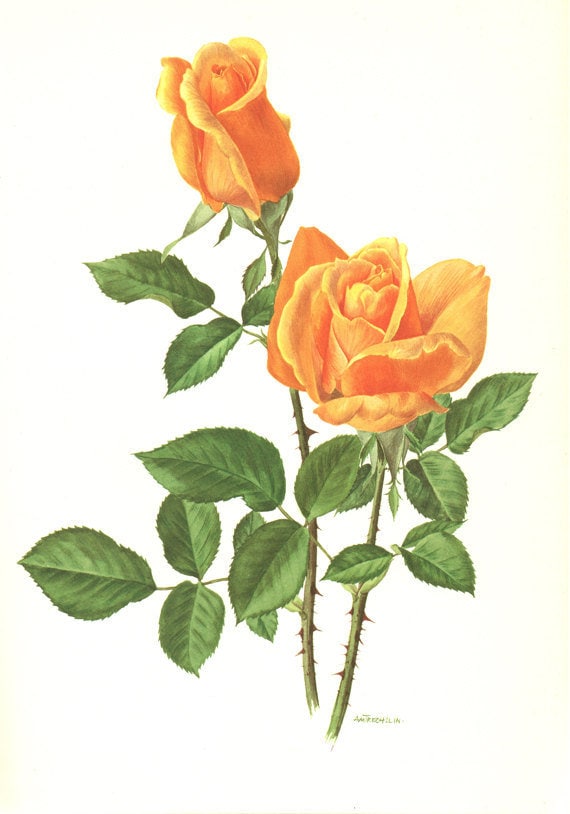 1967 Illustration de Roses Oranges Vintage Aquarelle Rose Ancienne Charme Vienne. Rose Orange Gravur
