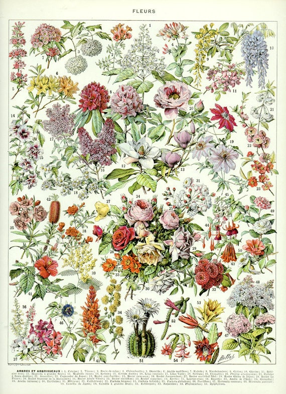 Antique Botanical Chart