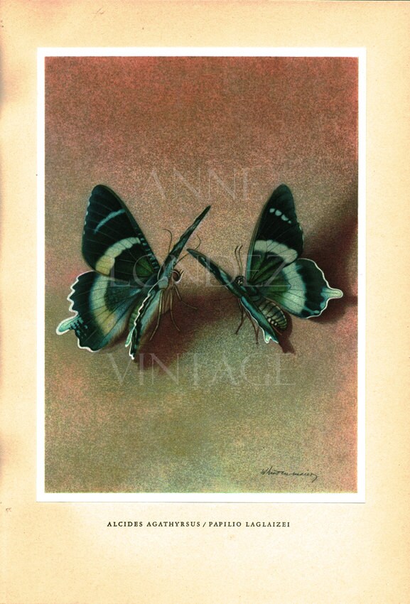 Illustration de Papillon Tropical Vintage 1950 Poster Papillon Alcides Agathyrsus Cadeau Deco Papill