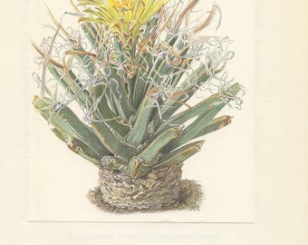1957 Agave Leuchtenbergia Principis print. Vintage Flowering cactus art. Yellow cactus bloom painting. Succulent botanical poster desert