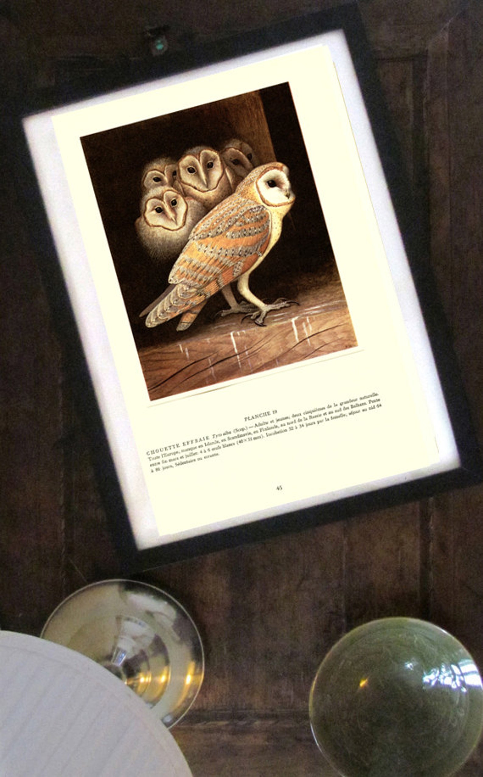 Barn Owl Art 1959 Vintage Barn Owl Decor Owl Wall Art Print - Etsy