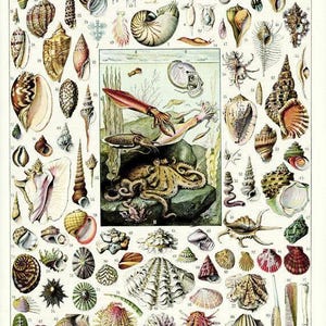 Vintage molluscs print, 1936 Seaside decor, Antique beach decor, Vintage sea shell art, Nautical illustration, Vintage coastal decor imagen 1