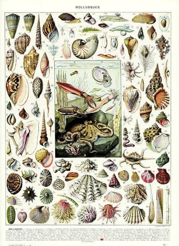 Vintage molluscs print, 1936  Seaside decor, Antique beach decor, Vintage sea shell art,  Nautical illustration, Vintage coastal decor