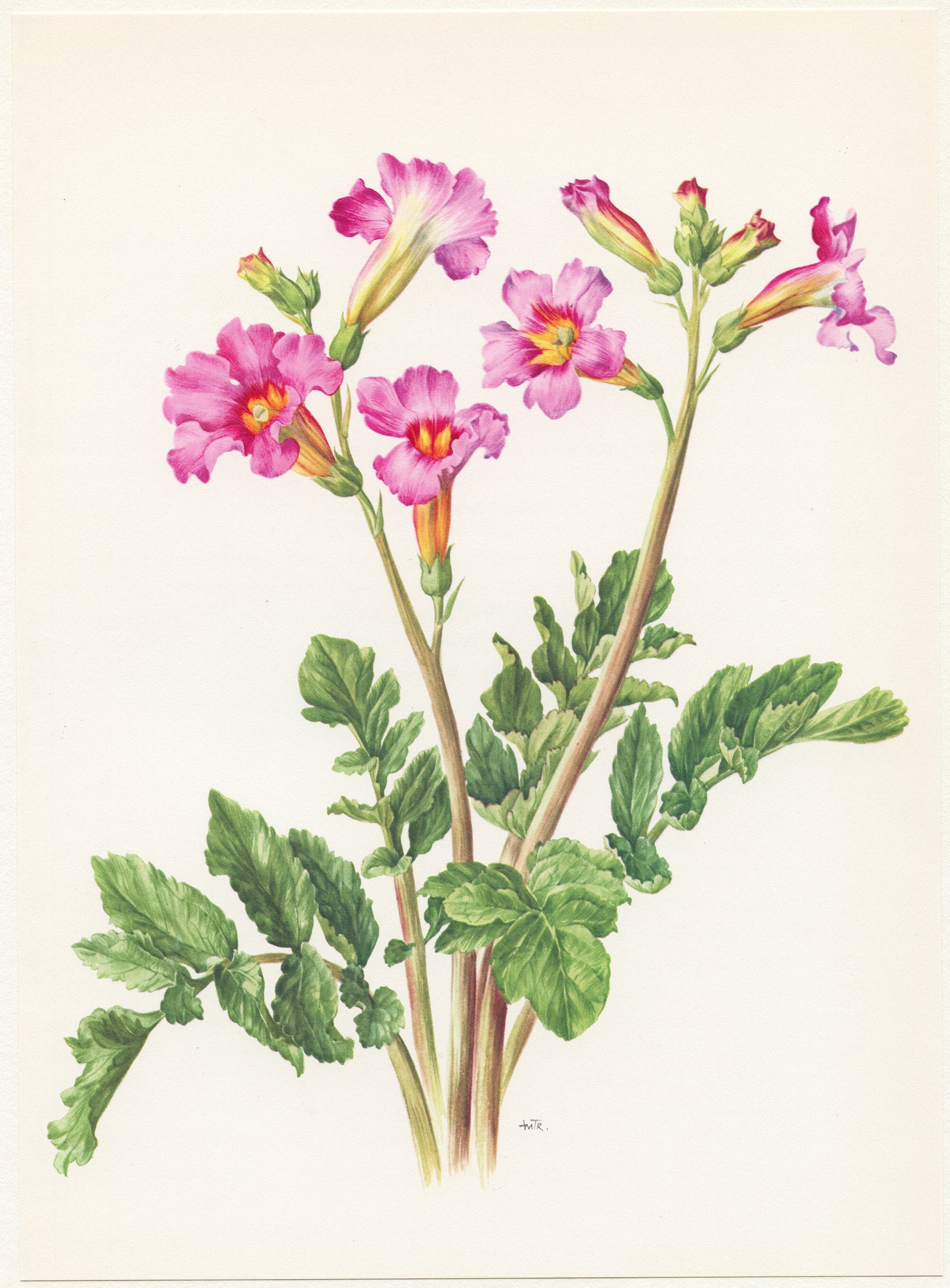 Illustration Botanique Vintage d'incarvillée Rose Vif de 1964. Abbé Delavay. Décoration Florale Mura