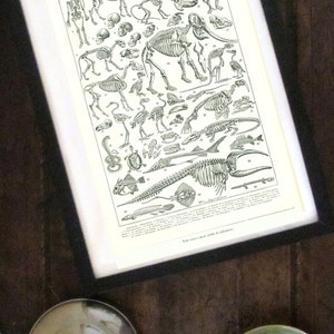 May include: A vintage black and white illustration of various animal skeletons, including a cow, elephant, bird, fish, and snake. The image is labeled "Squelettes" and includes text in French.