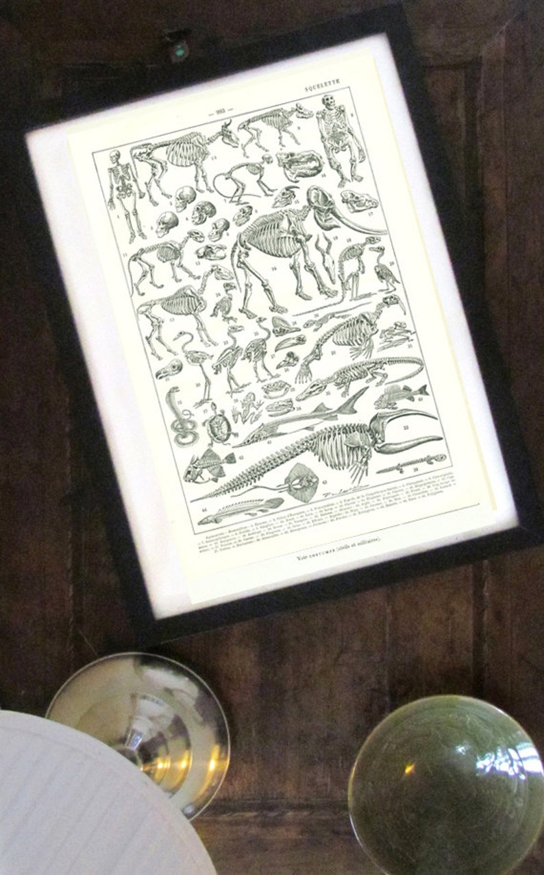 May include: A vintage black and white illustration of various animal skeletons, including a cow, elephant, bird, fish, and snake. The image is labeled "Squelettes" and includes text in French.