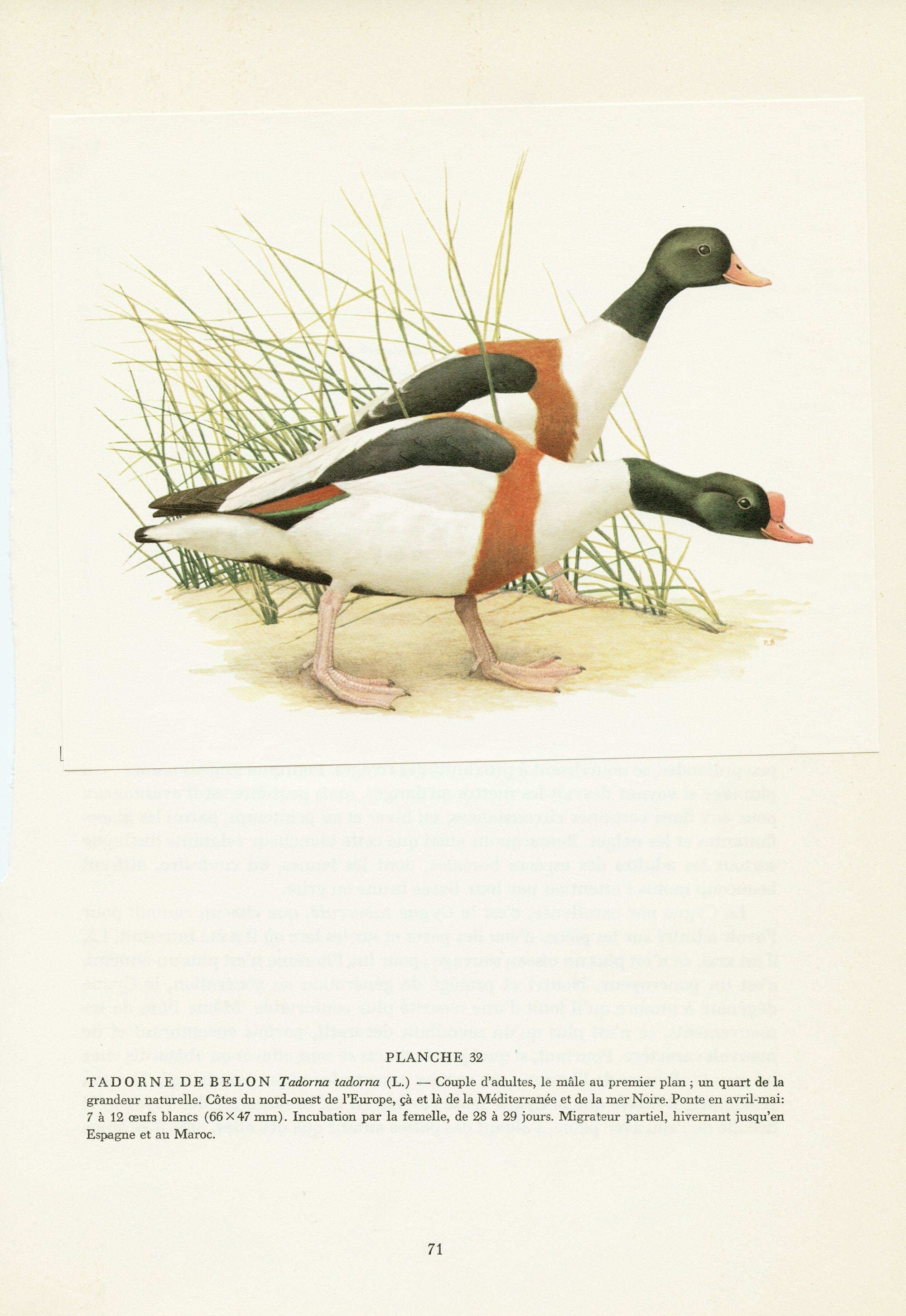 Illustration de Tadorne Belon 1962 Par Paul Barruel. Affiche Canard Vintage. Cadeau Oiseaux Migrateu