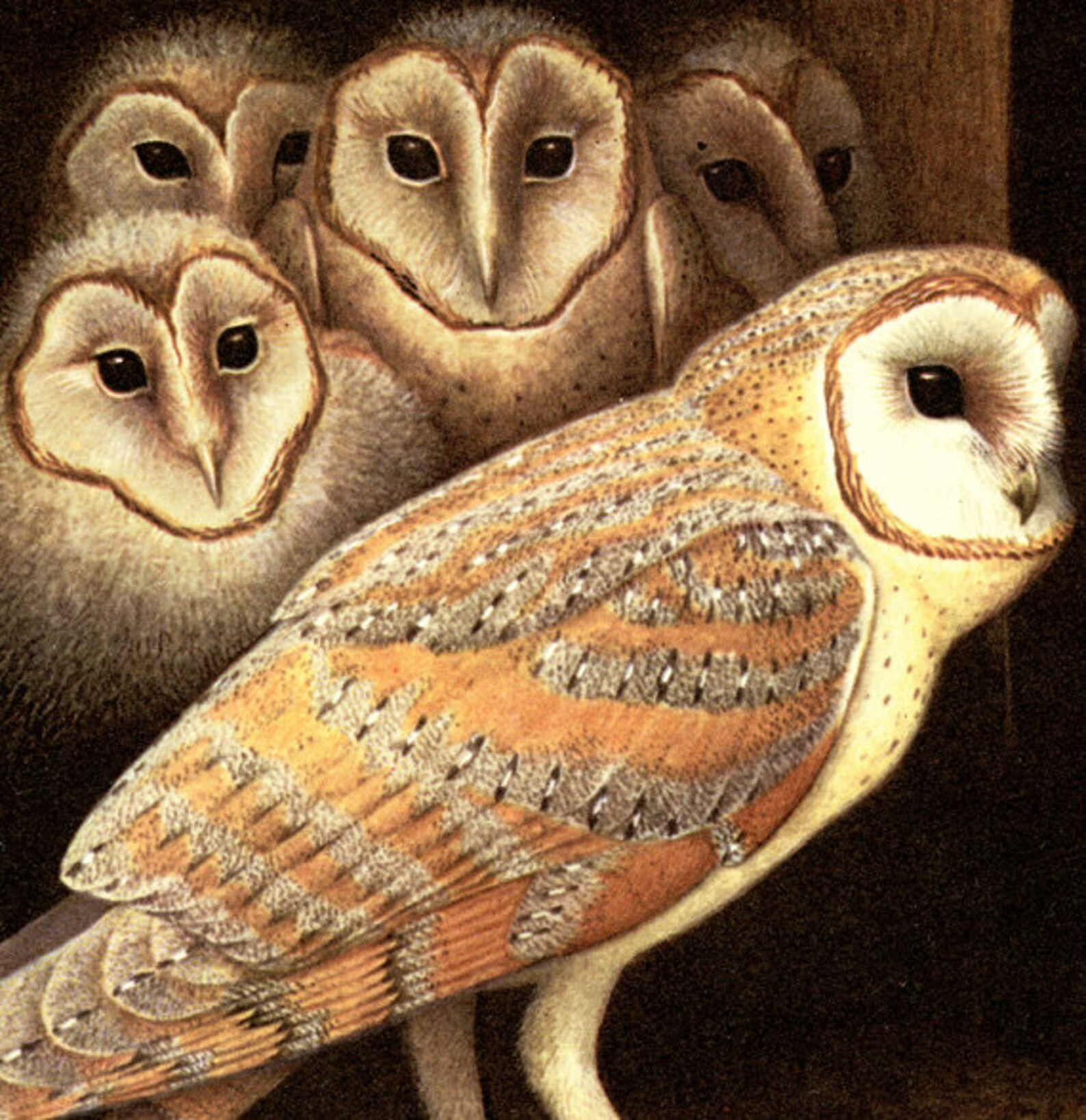 Barn Owl Art 1959 Vintage Barn Owl Decor Owl Wall Art Print - Etsy